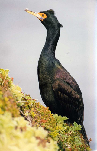 ����������� ������